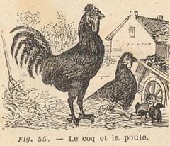 Le coq et la poule. Notions de Sciences, Paris, 1907.